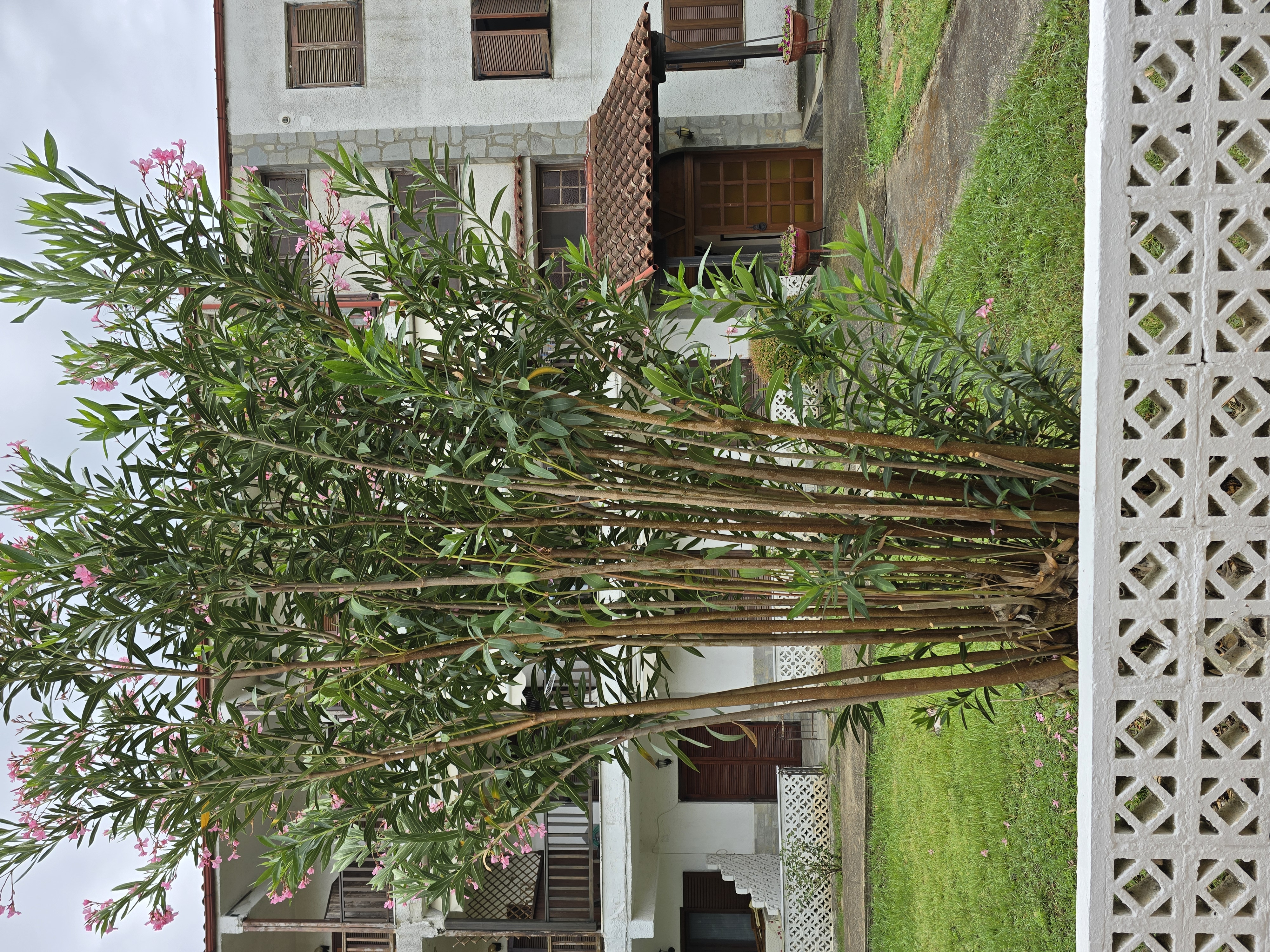 Apartment with Garden View photo 25 at Garden Haven 100m from the Sea in Siviri